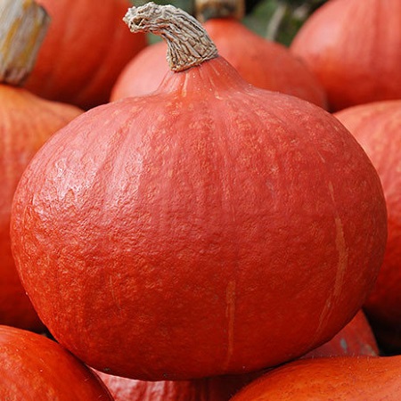 0312_Kestrel_Beets__96933