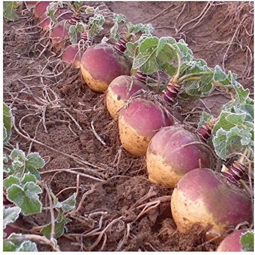 0312_Kestrel_Beets__96933