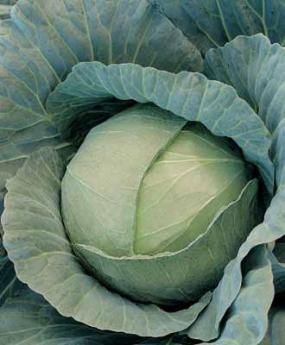 0312_Kestrel_Beets__96933