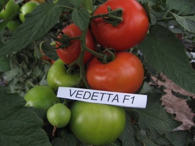 0312_Kestrel_Beets__96933