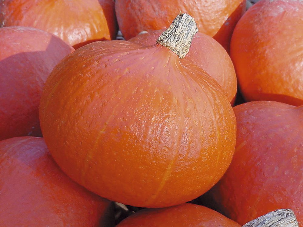 0312_Kestrel_Beets__96933