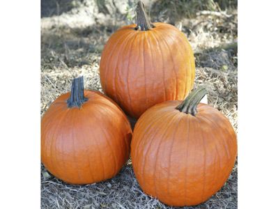 0312_Kestrel_Beets__96933